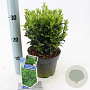 Euonymus jap. 'Microphyllus' 20-25 cm 2,0L