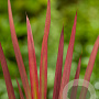 Imperata cylindrica 'Red Baron' GM P9