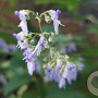 Isodon rubescens GM P9