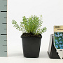 Linum perenne 'Saphir' GM P9