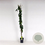 Lonicera henryi 'Copper Beauty' 150-175 cm 5,0L