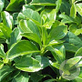 Pachysandra term. 'Green Carpet' GM P9