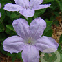 Ruellia humilis GM P9