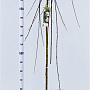 Salix caprea 'Kilmarnock' 180 cm stam 7,5L