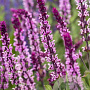 Salvia n. Carad. Pink Inspiration GM P9
