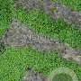 Soleirolia soleirolii GM P9