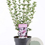 Syringa meyeri 'Palibin' 50-60 cm 5,0L