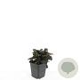 Ajuga reptans 'Atropurpurea' GM P9