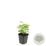 Alchemilla mollis GM P9