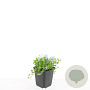 Isotoma fluviatilis GM P9