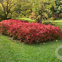 Hydrangea s. Magic Pillow 40-50 cm 15L