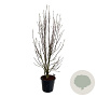 Magnolia 'Heaven Scent' 200-225 cm cont. 55L extra