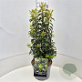Prunus l. 'Angustifolia' 60-70 cm 10L