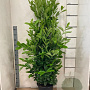 Prunus I. 'Rotundifolia' 140-160 cm draadkluit solitair rose