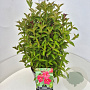 Weigela 'Bristol Ruby' 40-60 cm 10L