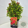 Weigela 'Red Prince' 40-60 cm 10L