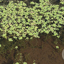 Callitriche palustris GM P9 leverbaar