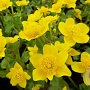 Caltha palustris 'Polypetala' GM P9 leverbaar