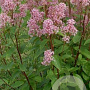 Ceanothus pallidus 'Marie Simon' 30-35 cm 2,5L