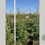 Cupressocyparis leylandii 125-150 cm met kluit