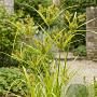 Cyperus glaber GM P9 leverbaar