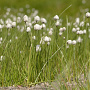 Eriophorum scheuchzeri GM P9 leverbaar