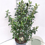 Escallonia 'Iveyi' 40-50 cm 5,0L