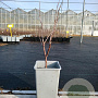 Hippophae rhamn. 'Sirola' 40-50 cm C1.5