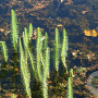 Hippuris vulgaris GM P9 leverbaar