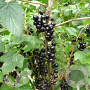 Ribes nigr. 'Ben Lomond' 30-40 cm P15