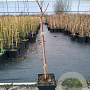Rubus idaeus 'Autumn Bliss' 50-60 cm 3,0L