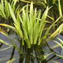 Stratiotes aloides GM wortelgoed leverbaar