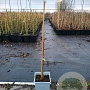 Toona sinensis 30-40 cm P15