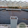 Vaccinium c. 'Bluecrop' 20-40 cm C1.5