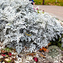 Cineraria maritima 'Silver Dust' sixpack gm P9