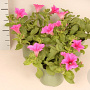 Petunia Neon Pink GM P12
