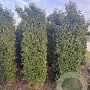 Prunus l. 'Angustifolia' 200-225 cm draadkluit