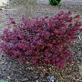 Acer pal. 'Hime-shojoh' 80-100 cm 20L