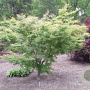 Acer pal. 'Kagiri-nishiki' 250-300 cm cont. 180L
