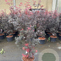 Acer pal. 'Skeeter's Broom' 100-125 cm 20L