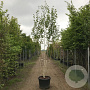 Betula utilis jacquemontii 400-450 cm cont. 180L