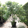 Broussonetia papyrifera 175-200 cm cont. 80L