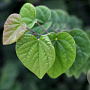 Cercis can. 'Ace of Hearts' 175-200 cm cont. 80L