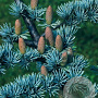 Cedrus libani 300-350 cm cont. 110L