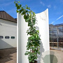 Cercis siliquastrum 175-200 cm 20L