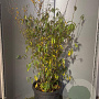 Chimonanthus praecox 100-125 cm 20L