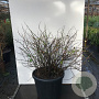 Chaenomeles spec. 'Pink Storm' 80-100 cm 35L