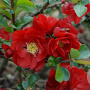 Chaenomeles spec. 'Scarlet Storm' 100-125 cm 35L