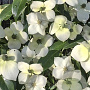 Cornus elliptica Empress of China 100-125 cm 35L