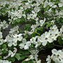 Cornus fl. 'Cherokee Princess' 175-200 cm cont. 80L